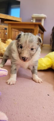 Les chiots de Shetland Sheepdog