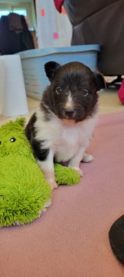 Les chiots de Shetland Sheepdog