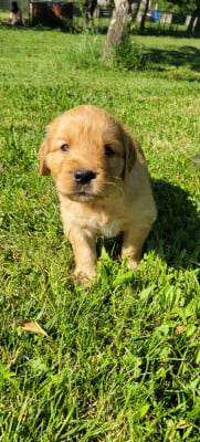 Les chiots de Golden Retriever