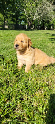 Les chiots de Golden Retriever