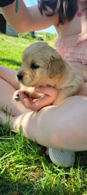 Les chiots de Golden Retriever