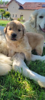 Les chiots de Golden Retriever