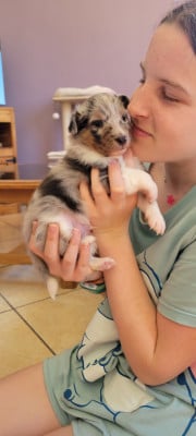 Les chiots de Shetland Sheepdog