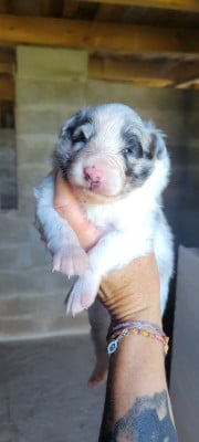 Les chiots de Shetland Sheepdog