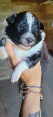 Les chiots de Shetland Sheepdog