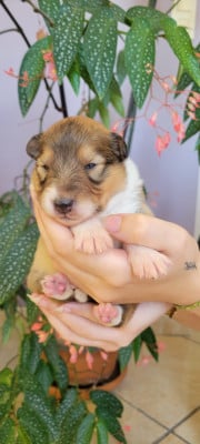 Les chiots de Shetland Sheepdog