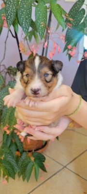 Les chiots de Shetland Sheepdog