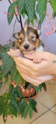 Les chiots de Shetland Sheepdog