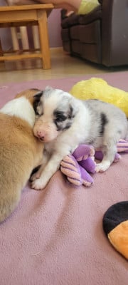 Les chiots de Shetland Sheepdog