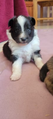 Les chiots de Shetland Sheepdog