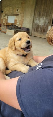 Les chiots de Golden Retriever