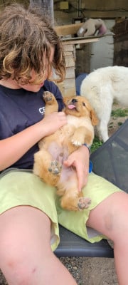 Les chiots de Golden Retriever