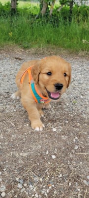 Les chiots de Golden Retriever