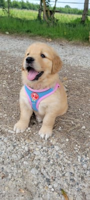 Les chiots de Golden Retriever