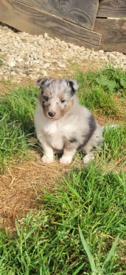 Les chiots de Shetland Sheepdog