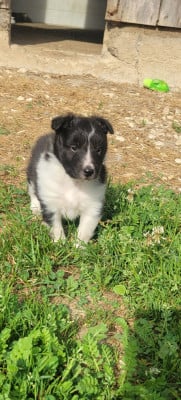 Les chiots de Shetland Sheepdog