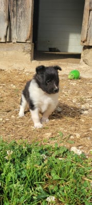 Les chiots de Shetland Sheepdog