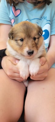 Les chiots de Shetland Sheepdog