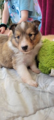 Les chiots de Shetland Sheepdog