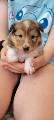 Les chiots de Shetland Sheepdog