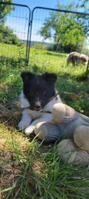 Les chiots de Shetland Sheepdog