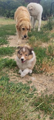 Les chiots de Shetland Sheepdog