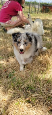 Les chiots de Shetland Sheepdog