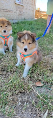 Les chiots de Shetland Sheepdog