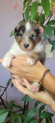 Les chiots de Shetland Sheepdog
