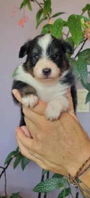 Les chiots de Shetland Sheepdog