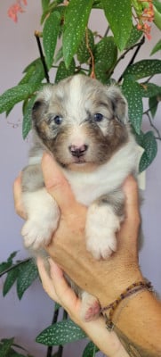 Les chiots de Shetland Sheepdog