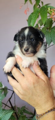 Les chiots de Shetland Sheepdog