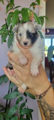 Les chiots de Shetland Sheepdog