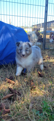 Les chiots de Shetland Sheepdog