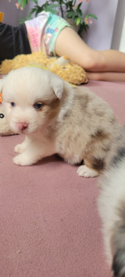 Les chiots de Berger Américain Miniature 
