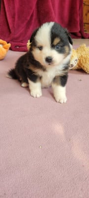 Les chiots de Berger Américain Miniature 