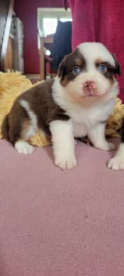 Les chiots de Berger Américain Miniature 