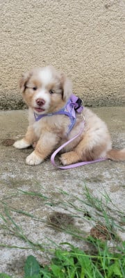 Bella - Berger Américain Miniature 