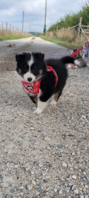Les chiots de Shetland Sheepdog