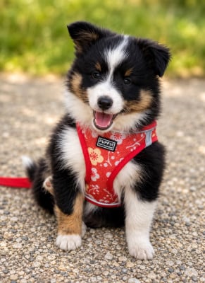 Les chiots de Shetland Sheepdog