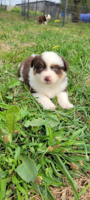 Les chiots de Berger Américain Miniature 