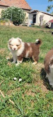 Les chiots de Berger Américain Miniature 