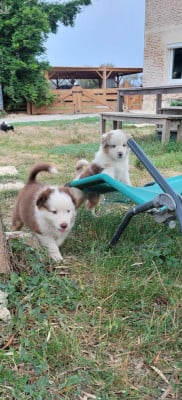 Les chiots de Berger Américain Miniature 