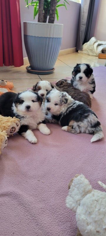 Berger Américain Miniature  - Des Molosses De Timoulys