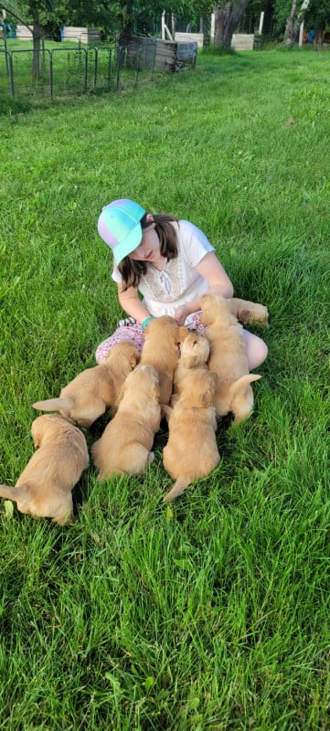 Golden Retriever - Des Molosses De Timoulys