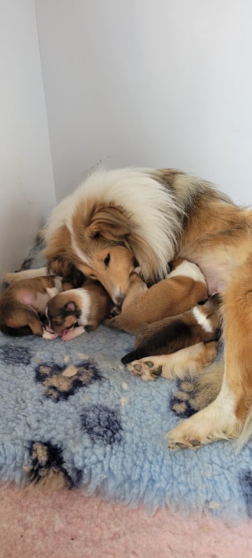 Shetland Sheepdog - Des Molosses De Timoulys