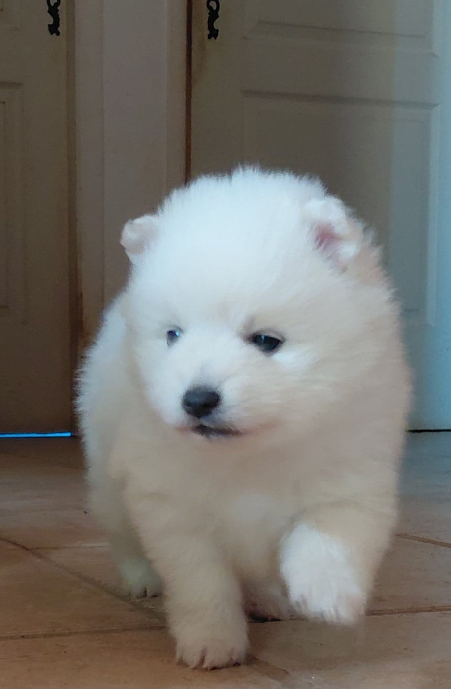 Chiot N°1 - Spitz japonais