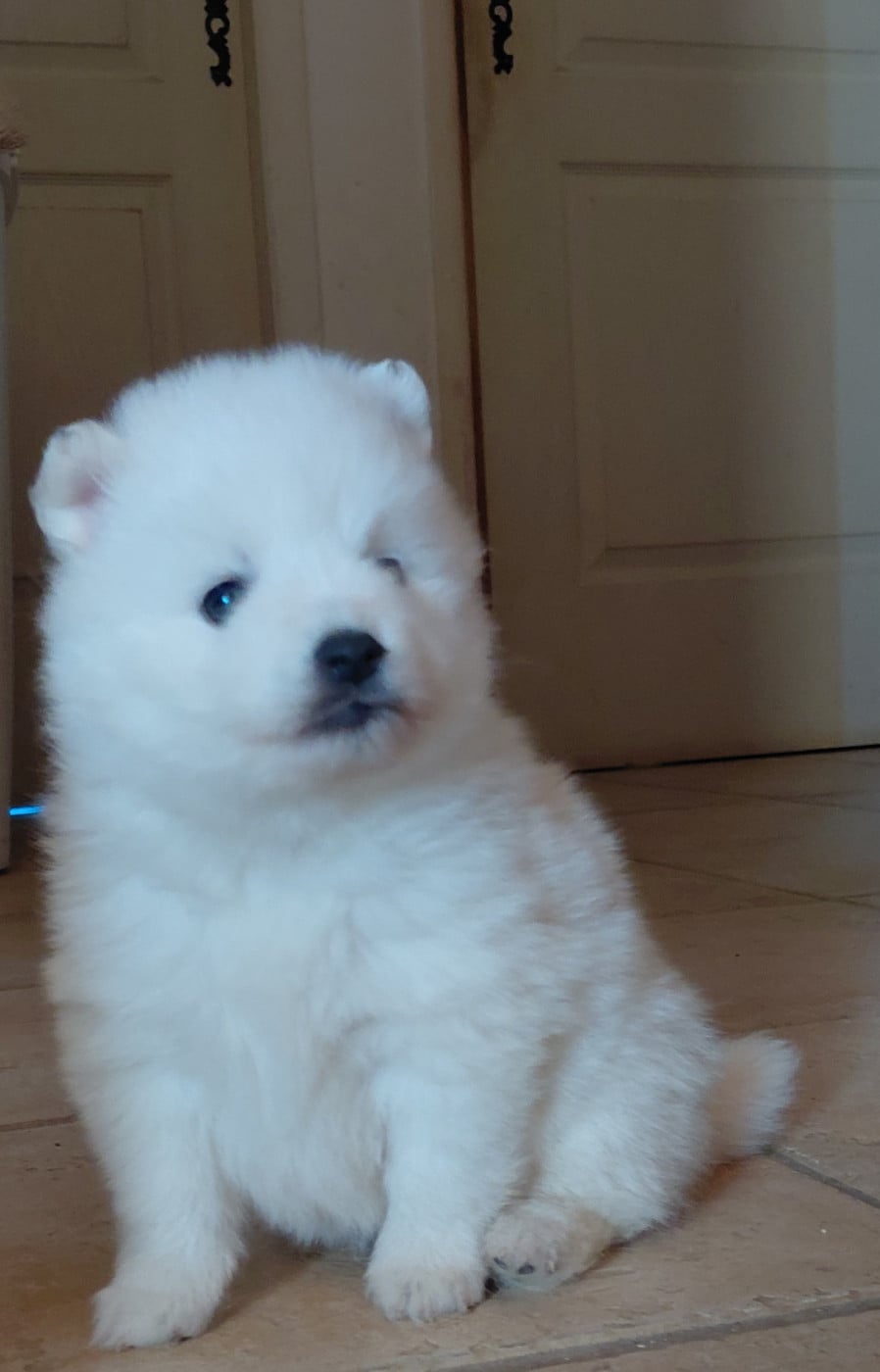 Chiot N°2 - Spitz japonais