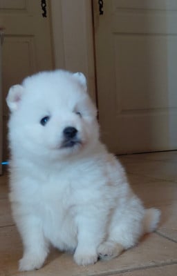 Les chiots de Spitz japonais