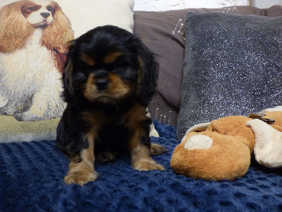 Les chiots de Cavalier King Charles Spaniel